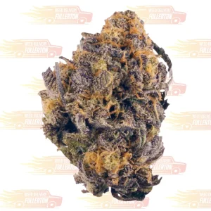 Purple Kush